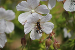 Megachile versicolor