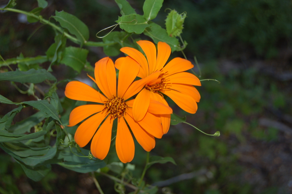 Clavel del campo
