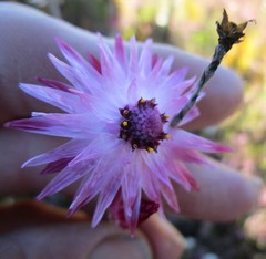 Syncarpha canescens canescens
