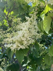 Syringa josikaea