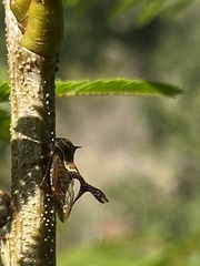 Heteronotus trinodosus