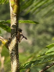 Heteronotus trinodosus