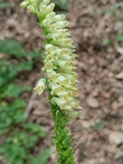 Digitalis micrantha