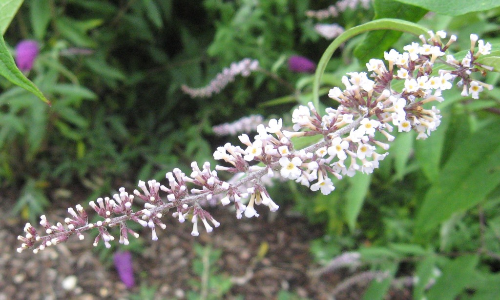 White buddleia