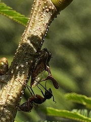 Heteronotus trinodosus