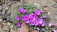 Oxalis adenophylla