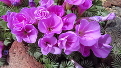 Oxalis adenophylla