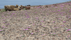 Oxalis adenophylla