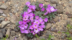 Oxalis adenophylla
