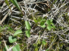 Ostericum palustre