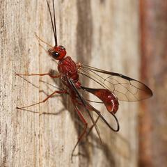 Aulacidae