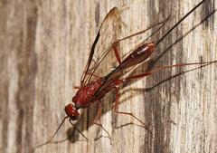 Aulacidae