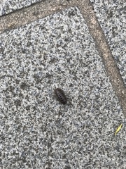 Armadillidium vulgare