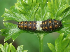 Papilio polyxenes asterius
