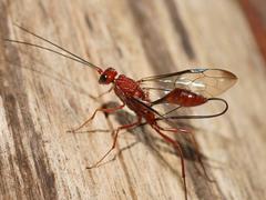 Aulacidae