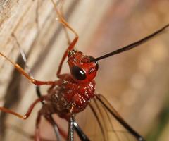 Aulacidae