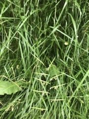 Brachypodium pinnatum