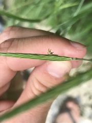 Brachypodium pinnatum