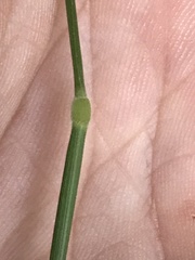 Brachypodium pinnatum