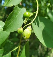 Contarinia virginianiae