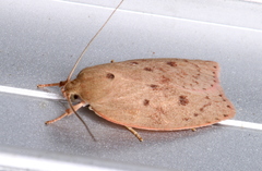 Prionocris protoxantha