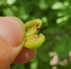 Contarinia virginianiae
