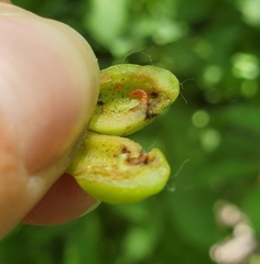 Contarinia virginianiae