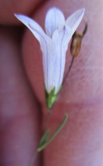 Wahlenbergia fruticosa