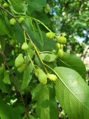 Contarinia virginianiae