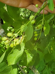 Contarinia virginianiae