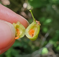 Contarinia virginianiae