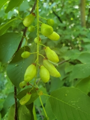 Contarinia virginianiae