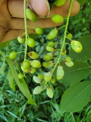 Contarinia virginianiae