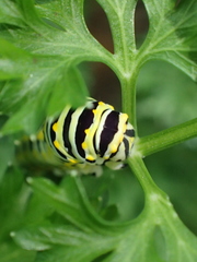 Papilio polyxenes asterius