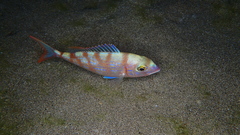 Pagellus erythrinus