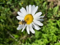 Lepturobosca chrysocoma