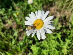 Lepturobosca chrysocoma