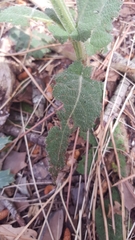 Salvia pratensis haematodes