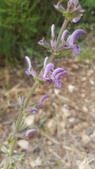 Salvia pratensis haematodes