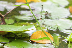 Pseudocopera ciliata
