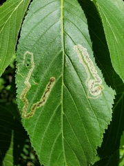 Phytomyza aesculi