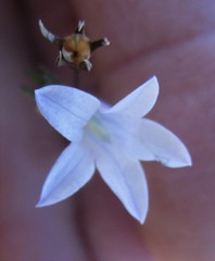 Wahlenbergia fruticosa