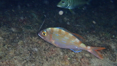 Pagellus erythrinus