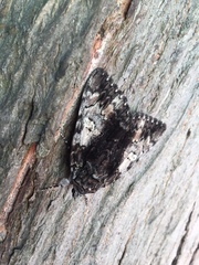 Catocala lacrymosa