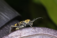 Chlorophorus macaumensis