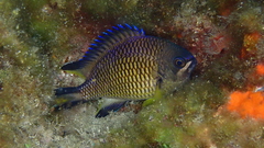Chromis limbata
