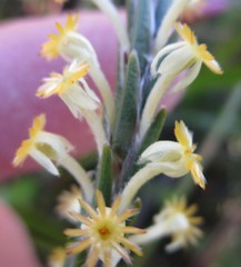 Struthiola fasciata