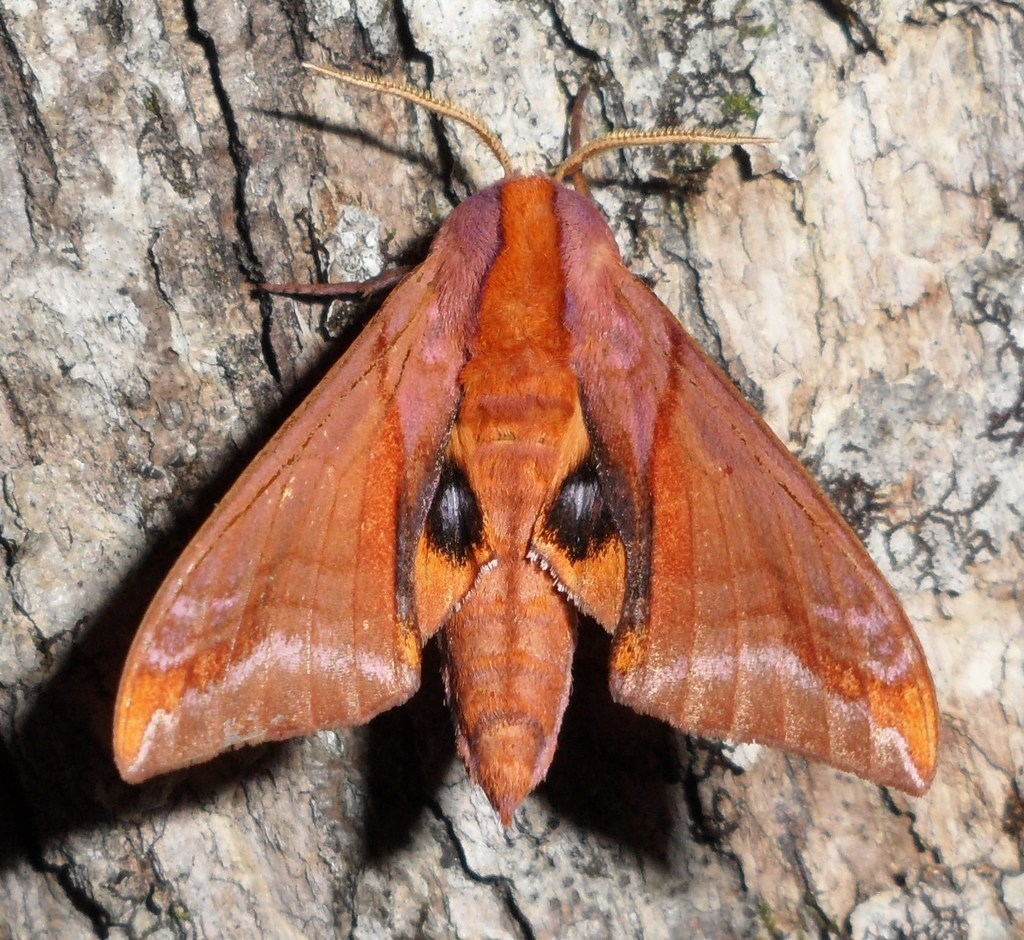Huckleberry Sphinx