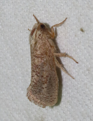 Acrolophus plumifrontella