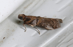 Conobathra hemichlaena